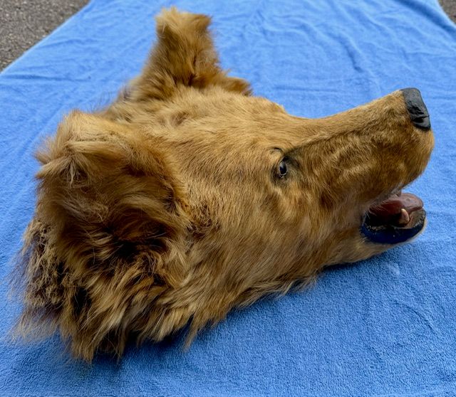 Echtes Grosses Braunbär Kopf Alt Präparat -Legal- Selten!