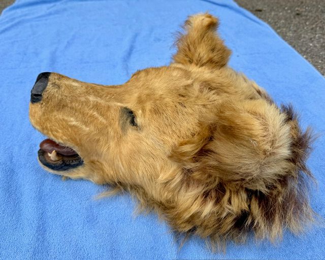 Echtes Grosses Braunbär Kopf Alt Präparat -Legal- Selten!