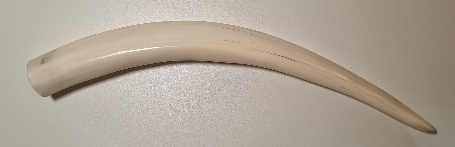 Original Walrosszahn Inuit - Rarität!