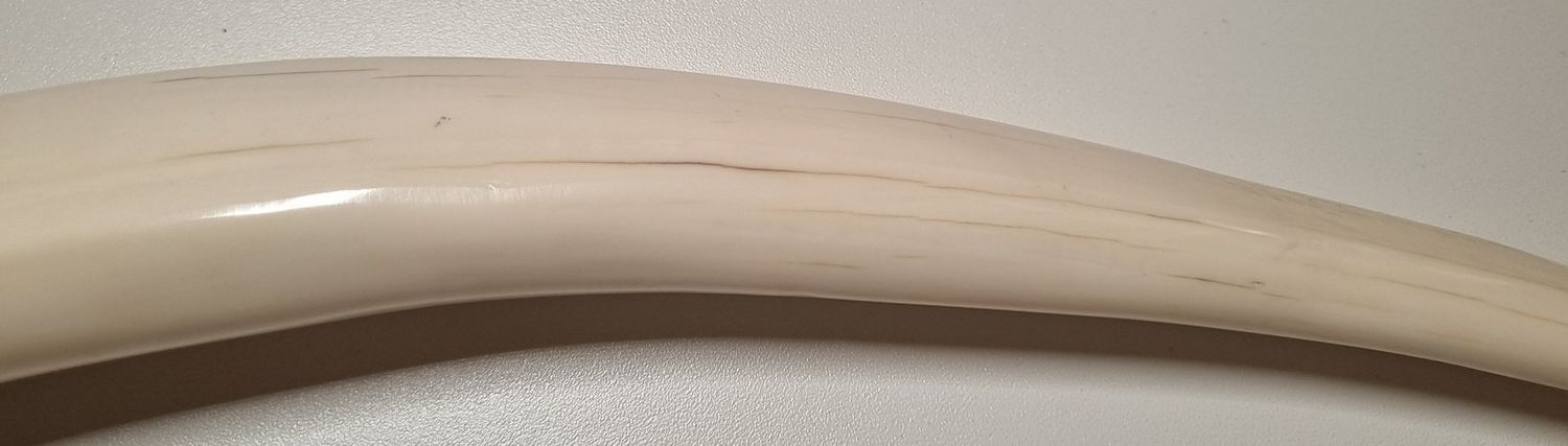 Original Walrosszahn Inuit - Rarität!