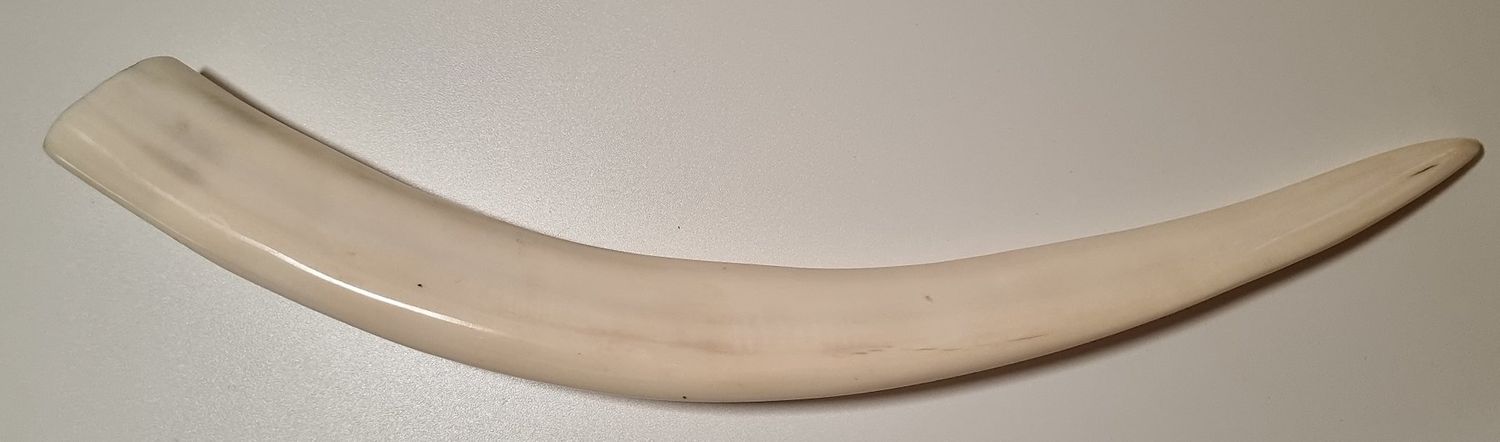 Original Walrosszahn Inuit - Rarität!