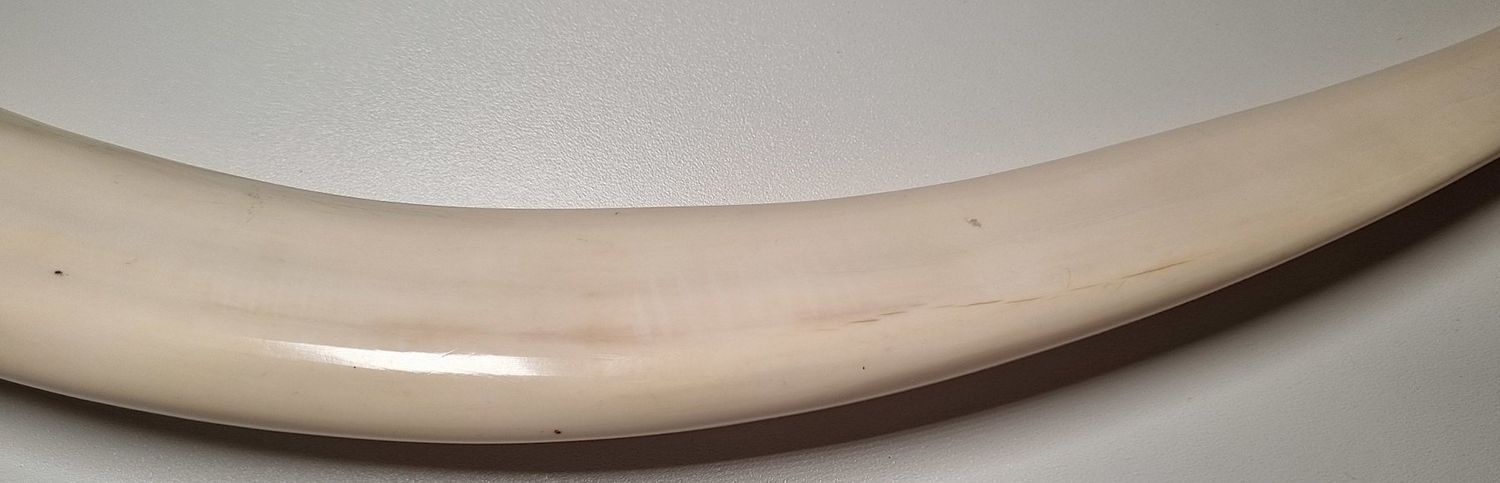 Original Walrosszahn Inuit - Rarität!