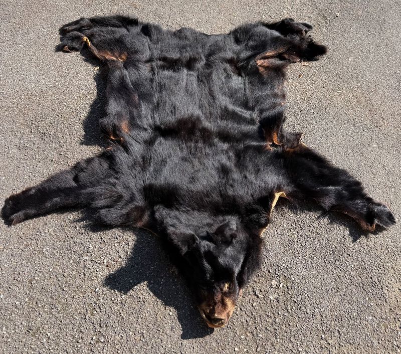 Echtes Schwarz Bären Fell