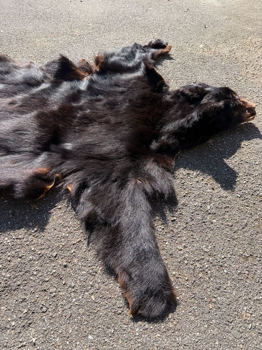 Echtes Schwarz Bären Fell