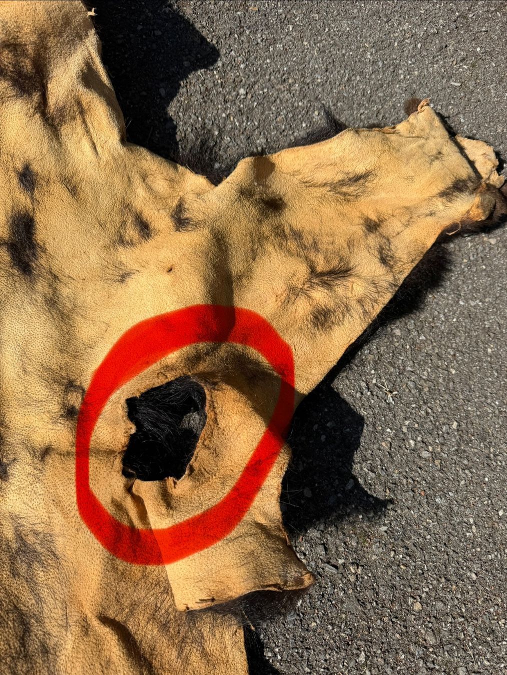 Echtes Schwarz Bären Fell