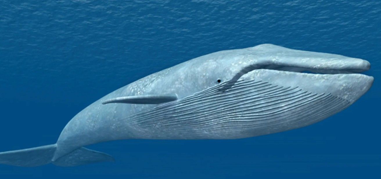 Sub-Fossiler XXL Wal Wirbel - Rarität und Einzelstück!