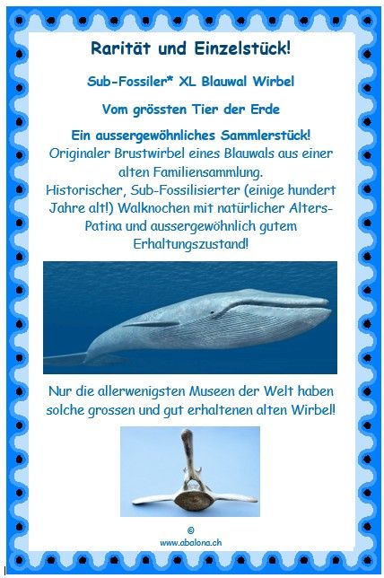 Sub-Fossiler XXL Wal Wirbel - Rarität und Einzelstück!