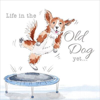 Life in the Old Dog Yet