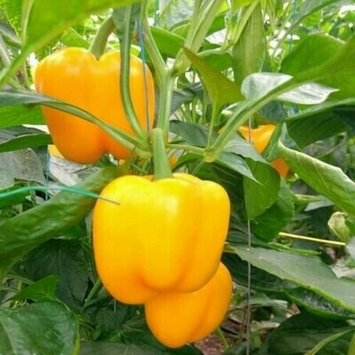 Capsicum Yellow Seeds (10 seeds) Capsicum Yellow Seeds (10 seeds)