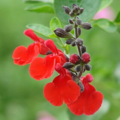 Salvia Red Seeds (10 seeds)