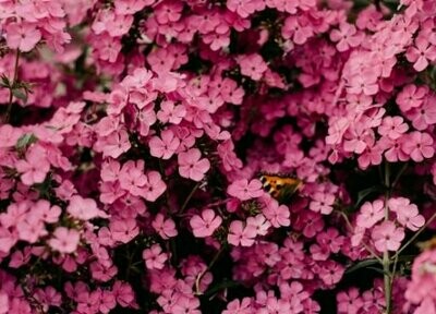 Flower Seeds