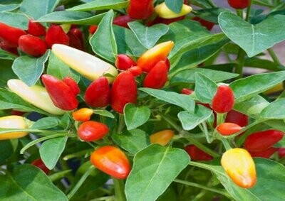 Ornamental Chilli Seeds (10 Seeds) Ornamental Chilli Seeds (10 Seeds)