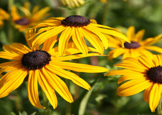 Rudbeckia Seeds (20 seeds)
