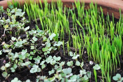Microgreen Seeds