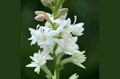 Rajanigandha Bulbs (Single Piece) Rajanigandha Bulbs (Single Piece)