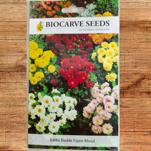 Biocarve Dahlia Double Figaro Mixed Biocarve Dahlia Double Figaro Mixed