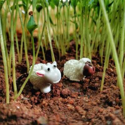 Miniature Sheep Assorted (Single Piece) Miniature Sheep Assorted (Single Piece)