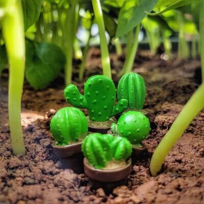 Miniature Cactus Assorted (Single Piece) Miniature Cactus Assorted (Single Piece)