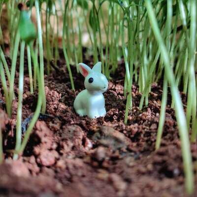Miniature Rabbits Assorted (Single Piece) Miniature Rabbits Assorted (Single Piece)