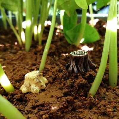 Miniature Tree Trunks Assorted (Single Piece) Miniature Tree Trunks Assorted (Single Piece)