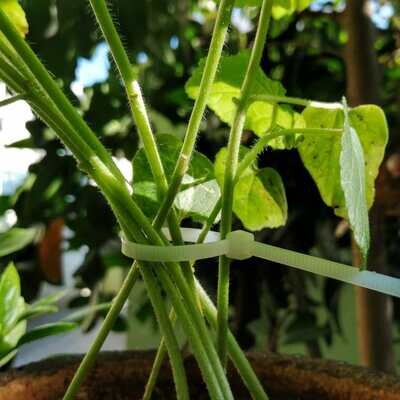 Zip tie for creepers 10in long (2pieces) Zip tie for creepers 10in long (2pieces)