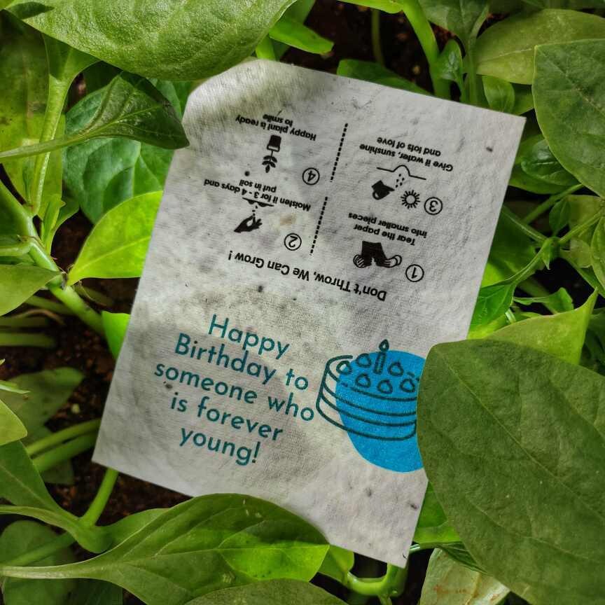 Seeds Card (Happy Birthday)