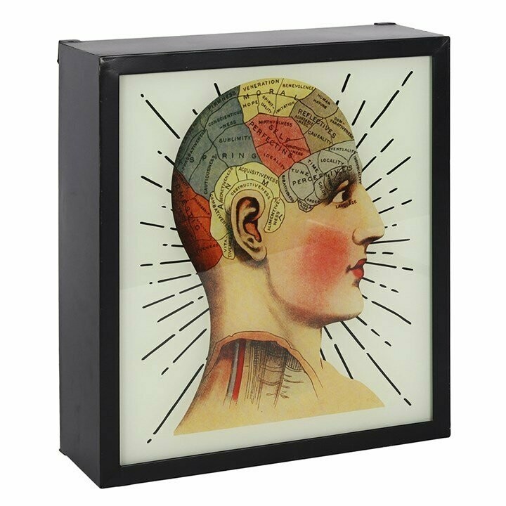 Phrenology Light Box