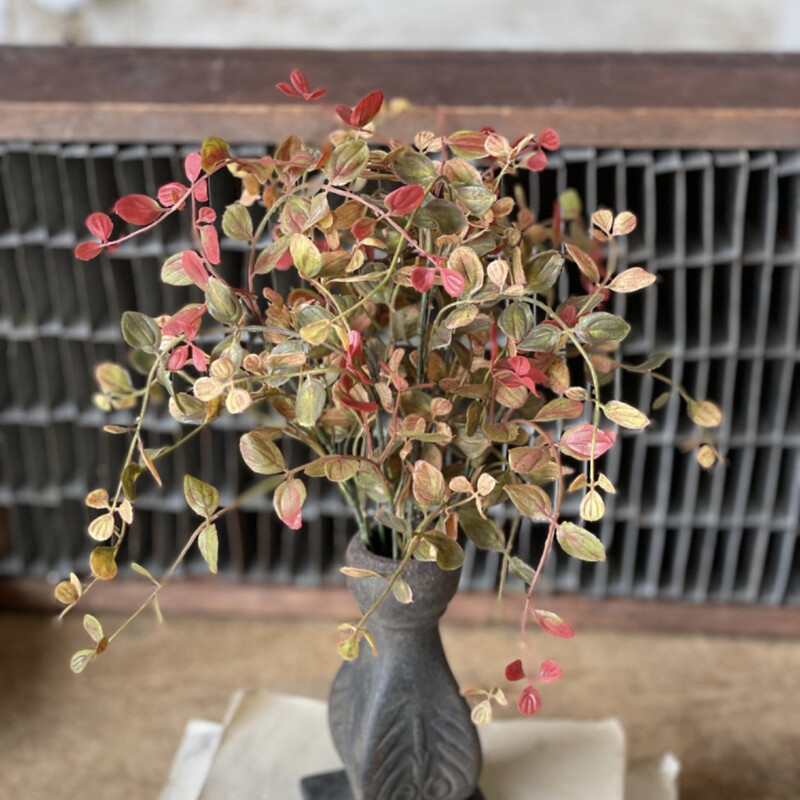 Lan 12&quot; Pimpernel Bush