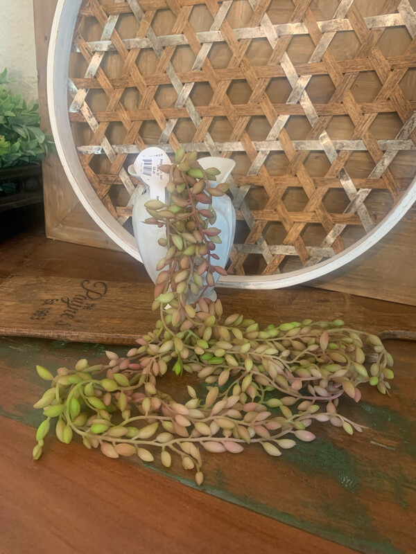 Reg Succ Seed Vine 35&quot;