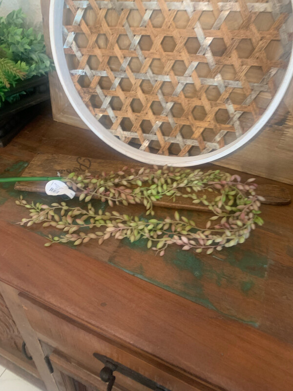 Reg Succ Seed Vine 35"