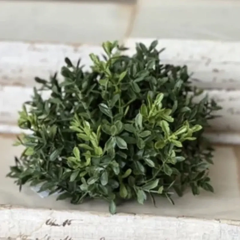 Lan 8.5&quot; Boxwood Half Sphere