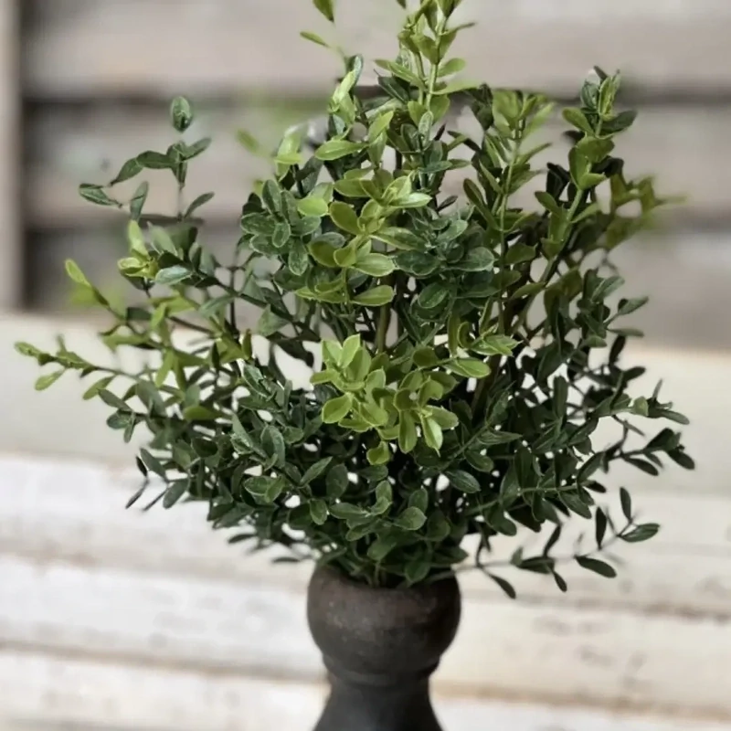 Vin 12&quot; Boxwood Bush