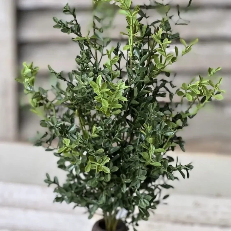 Vin 19&quot; Boxwood Bush