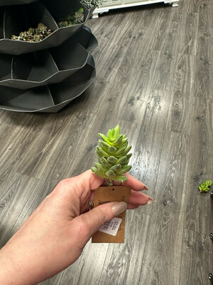 PDG Mini Succulent