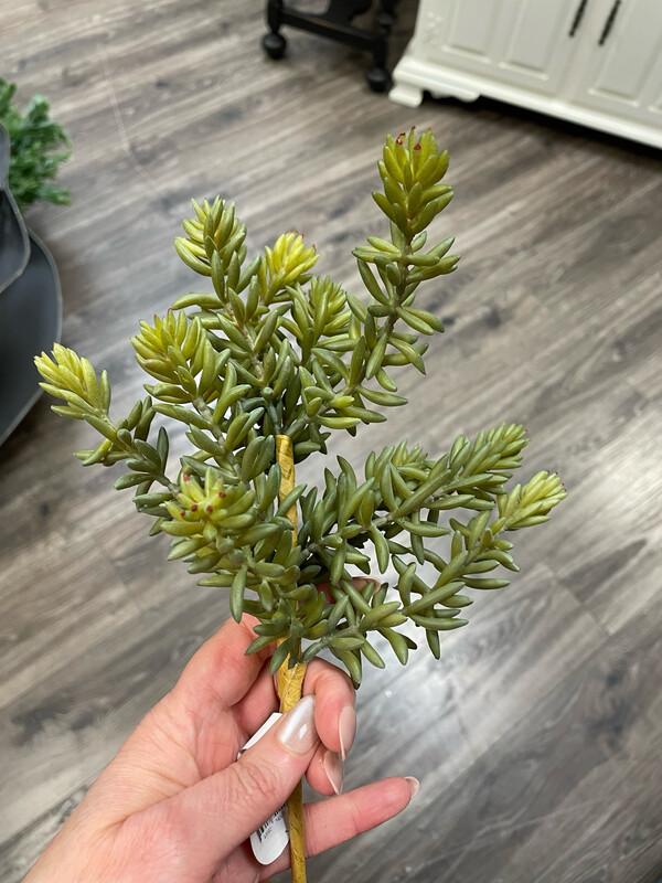 Reg Finger Succulent 10&quot;