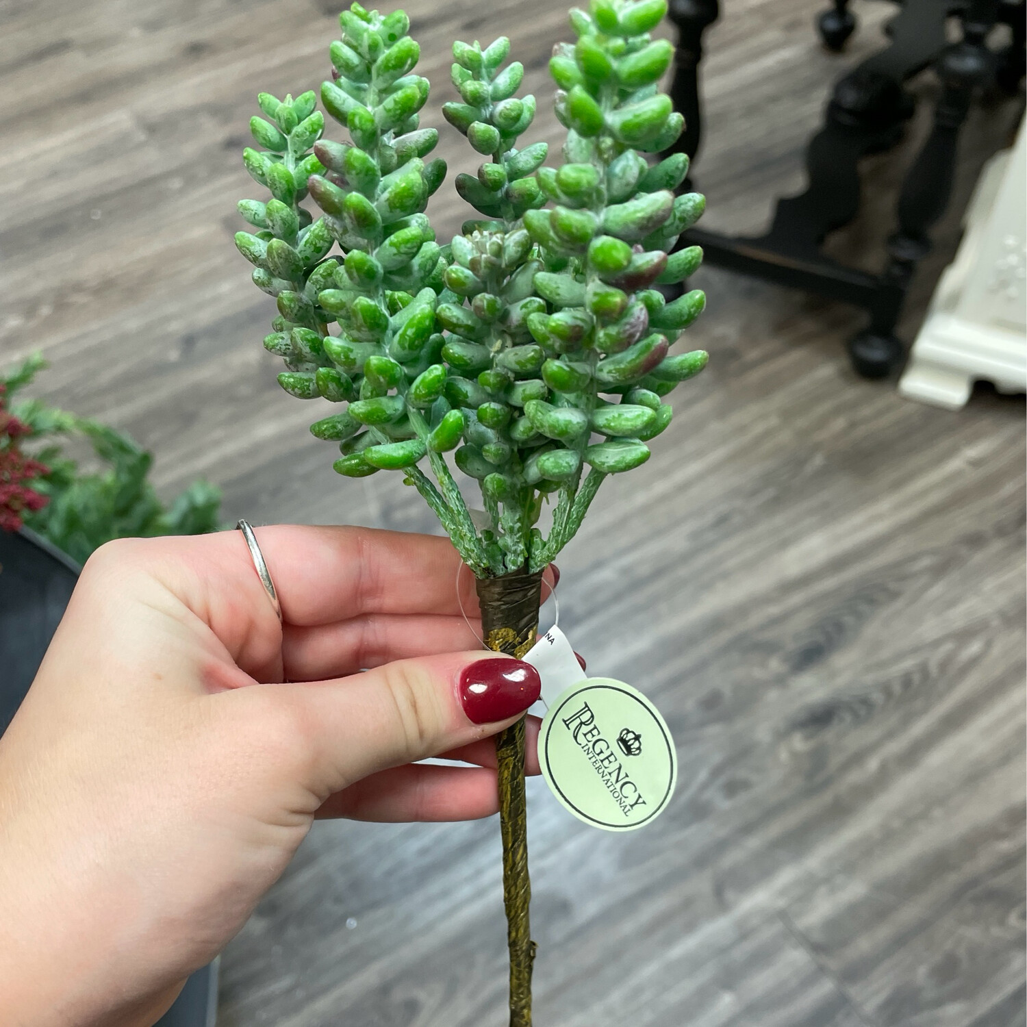 Reg Draping Burrow Succulent 8.5&quot;