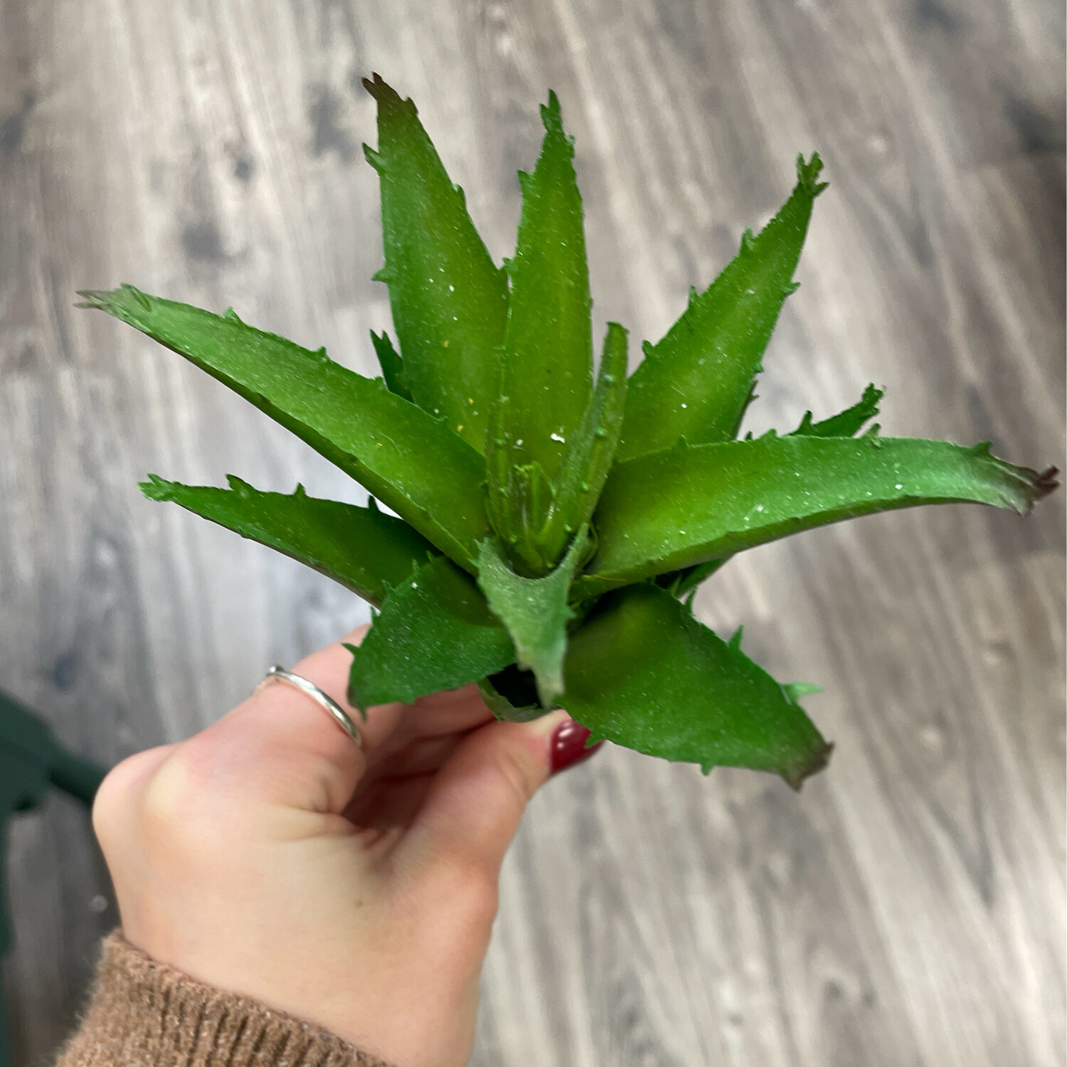 Pdg Soft Aloe Plant