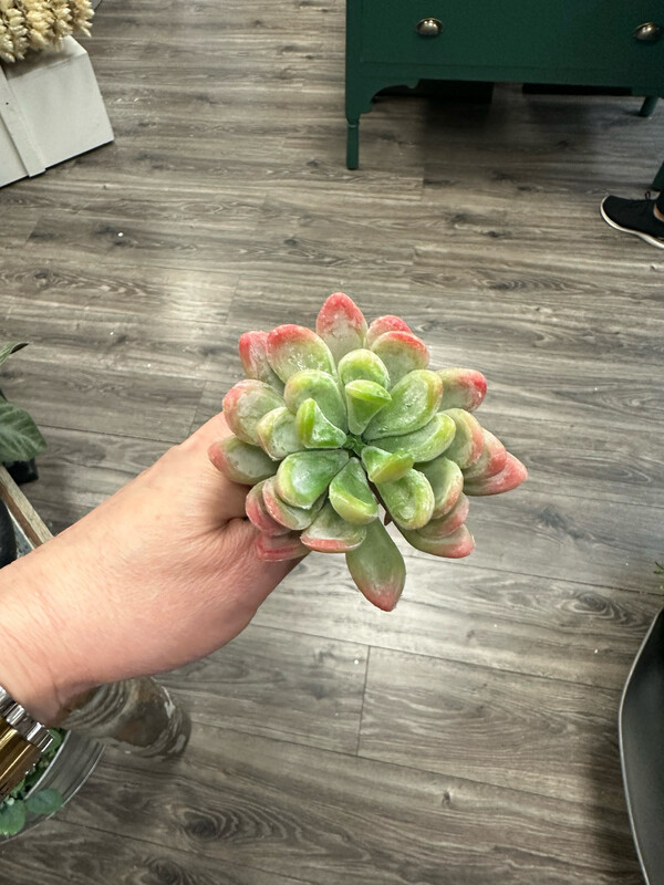 Reg Pl. Jade Succulent 3.5&quot;