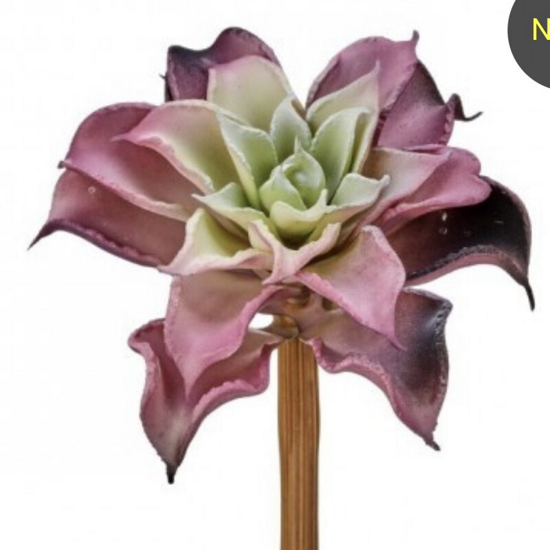 Reg 6.5&quot; Pink Green Dahlia Succ