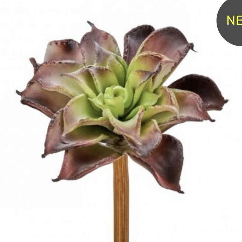 Reg 6.5&quot; Plum Green Dahlia Succ