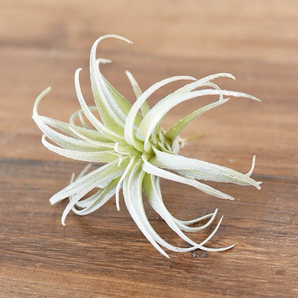 Pdg Frosted Tillandsia