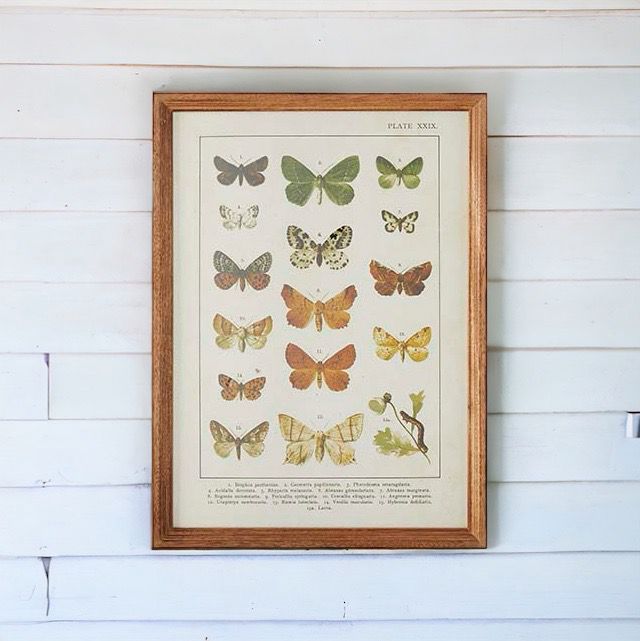 Raz Butterfly Chart 16x22