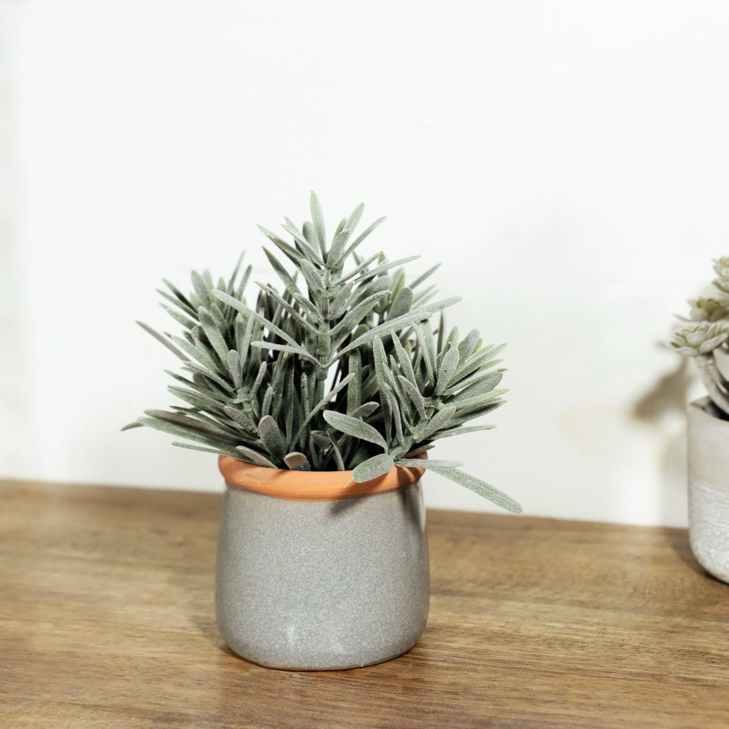 Pdg Pod Ocarpus In Cement Pot 6.5&quot; Tall