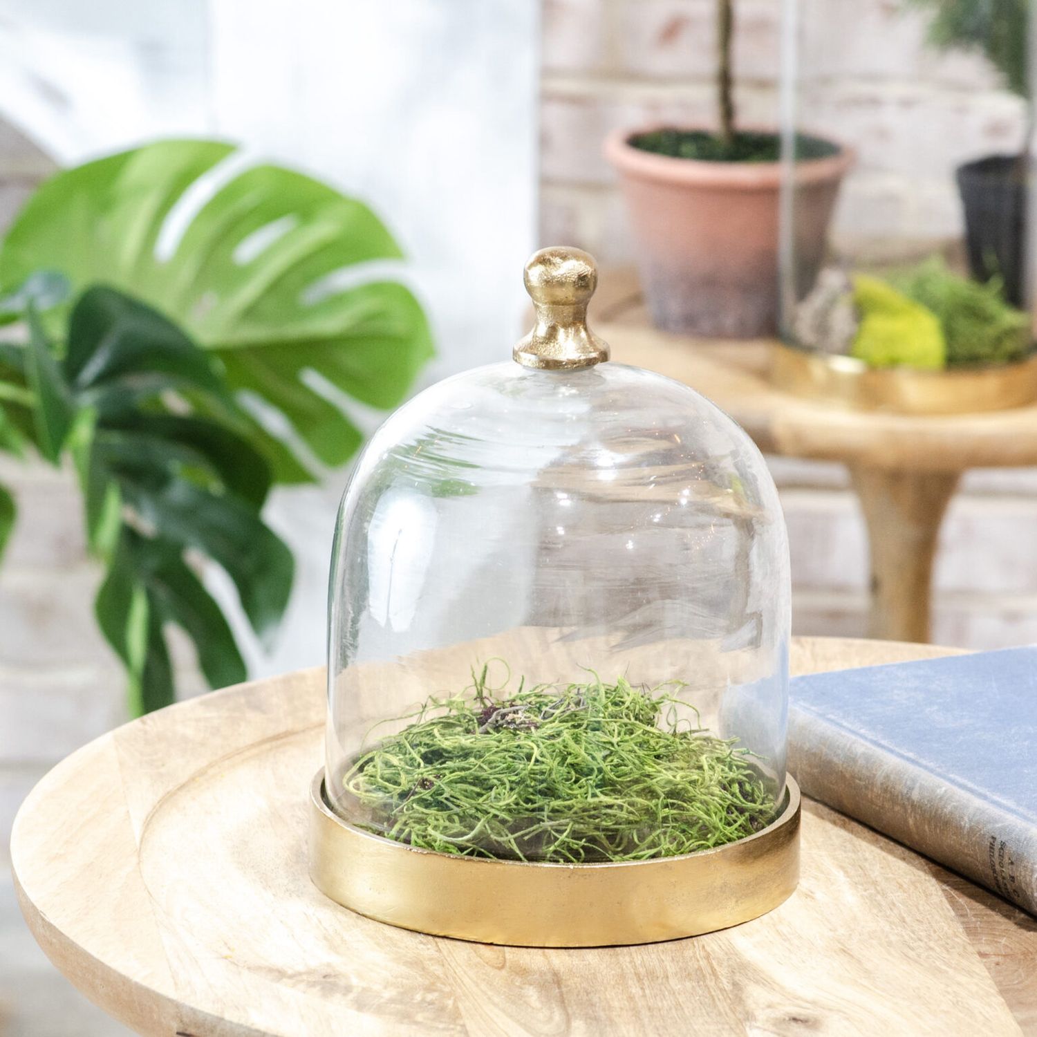 Pdg 8&quot; Glass Cloche W/Gold Base