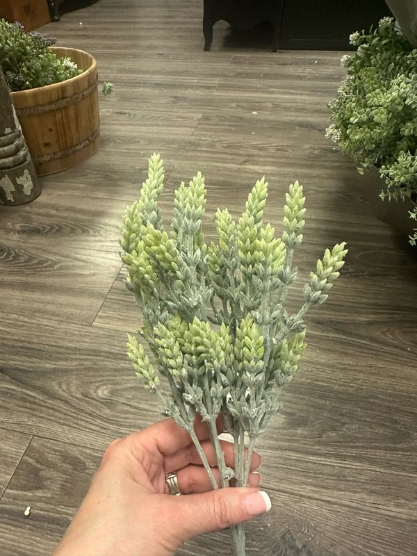 Reg 13.25&quot; Grey Green Sedum Bush