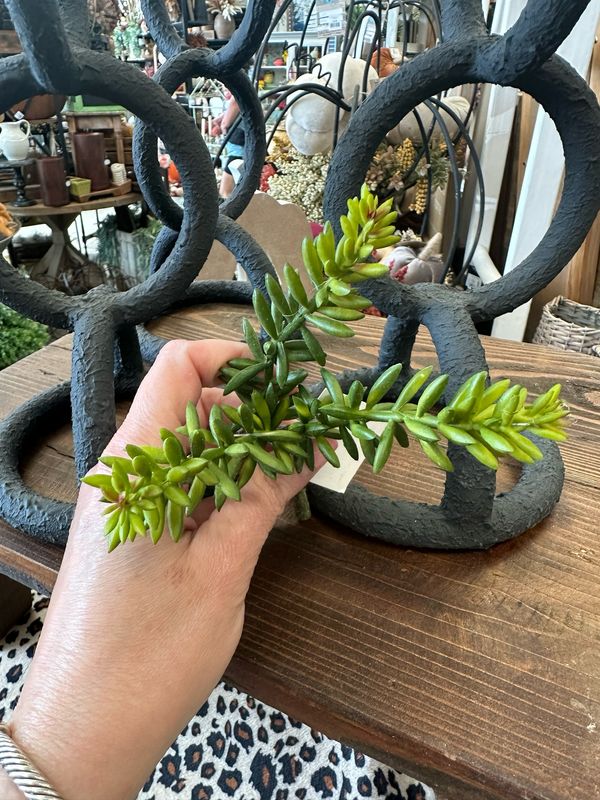 Imp Mini Burrio&#39;s Tail Succ Bunch 6&quot;