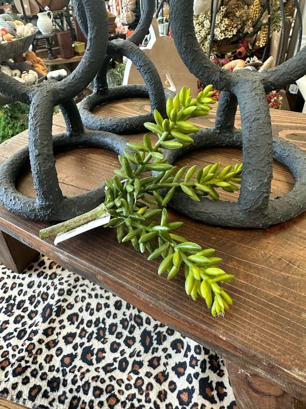 Imp Mini Burrio's Tail Succ Bunch 6"