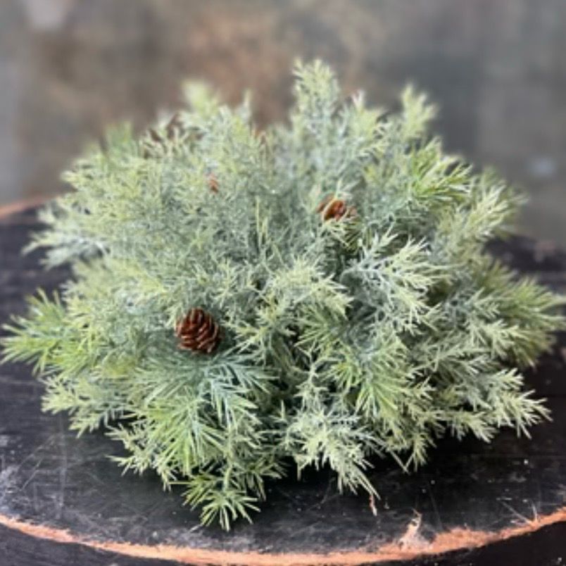 Lan 11&quot; Stellar Cypress Half Sphere