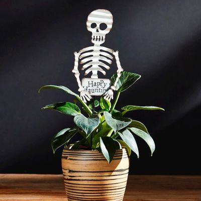 Skeleton