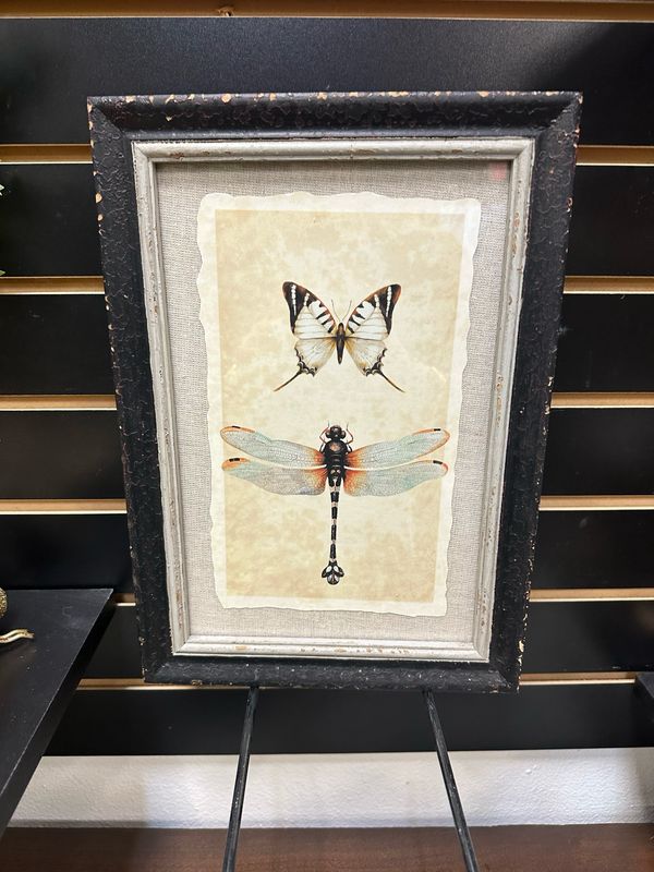 Cco Dragon\Butterfly Wood Framed Insect Print